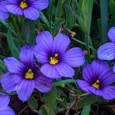 Sisyrinchium bellum blume samen for anpflanzung shade tolerant heirloom & gmo free samen for home garten 
 
 sale for anpflanzung in home garten