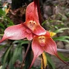 Heirloom rosa monkey face orchid blume samen for anpflanzung - low maintenance, heirloom & gmo free samen for home garten
sale for anpflanzung in home garten.
