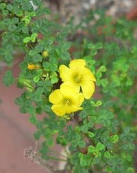 Sauerklee Laciniata Sauerklee spp Blumensamen zur Aussaat Blume Beet