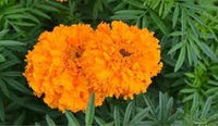 Marigolds blume samen for anpflanzung bright blooms heirloom & gmo free samen for home garten 
 
 sale for anpflanzung in home garten
