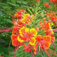 Caesalpinia blume samen for anpflanzung cottage garten essential heirloom & gmo free samen for home garten 
 
 sale for anpflanzung in home garten