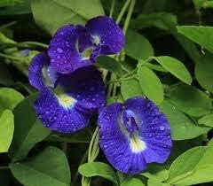 Blau clitoria ternatea blume samen for anpflanzung - easy to grow, heirloom & gmo free samen for home garten
 
 sale for anpflanzung in home garten.