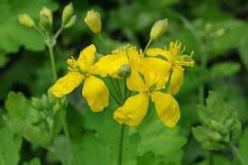 Chelidonium majus blume samen for anpflanzung fragrant blossoms heirloom & gmo free samen for home garten 
 
 sale for anpflanzung in home garten