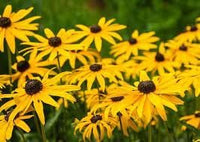 Rudbeckia blume samen for anpflanzung compact growth heirloom & gmo free samen for home garten 
 
 sale for anpflanzung in home garten