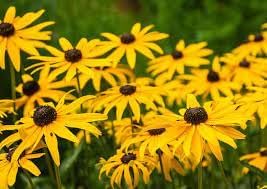 Rudbeckia blume samen for anpflanzung compact growth heirloom & gmo free samen for home garten 
 
 sale for anpflanzung in home garten