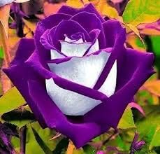 Violet weiß rose blume samen for anpflanzung - seasonal bloomer, heirloom & gmo free samen for home garten
sale samen for home garten