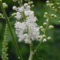 Cimicifuga racemosa blume samen for anpflanzung hardy variety heirloom & gmo free samen for home garten 
 
 sale for anpflanzung in home garten