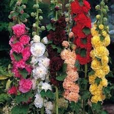 Hollyhock blume samen for anpflanzung sun loving heirloom & gmo free samen for home garten 
 
 sale for anpflanzung in home garten