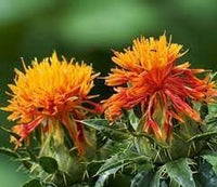 Carthamus blume samen for anpflanzung - compact growth, heirloom & gmo free samen for home garten
 
 sale for anpflanzung in home garten.