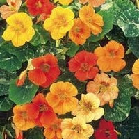 Nasturtium (nasturtium blume) samen for anpflanzung in home garten