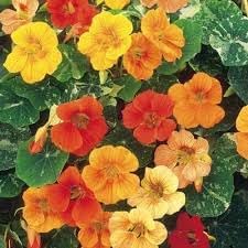 Nasturtium (nasturtium blume) samen for anpflanzung in home garten