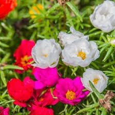 Portulaca grandiflora blume samen for anpflanzung seasonal bloomer heirloom & gmo free samen for home garten 
 
 sale samen for home garten anpflanzung