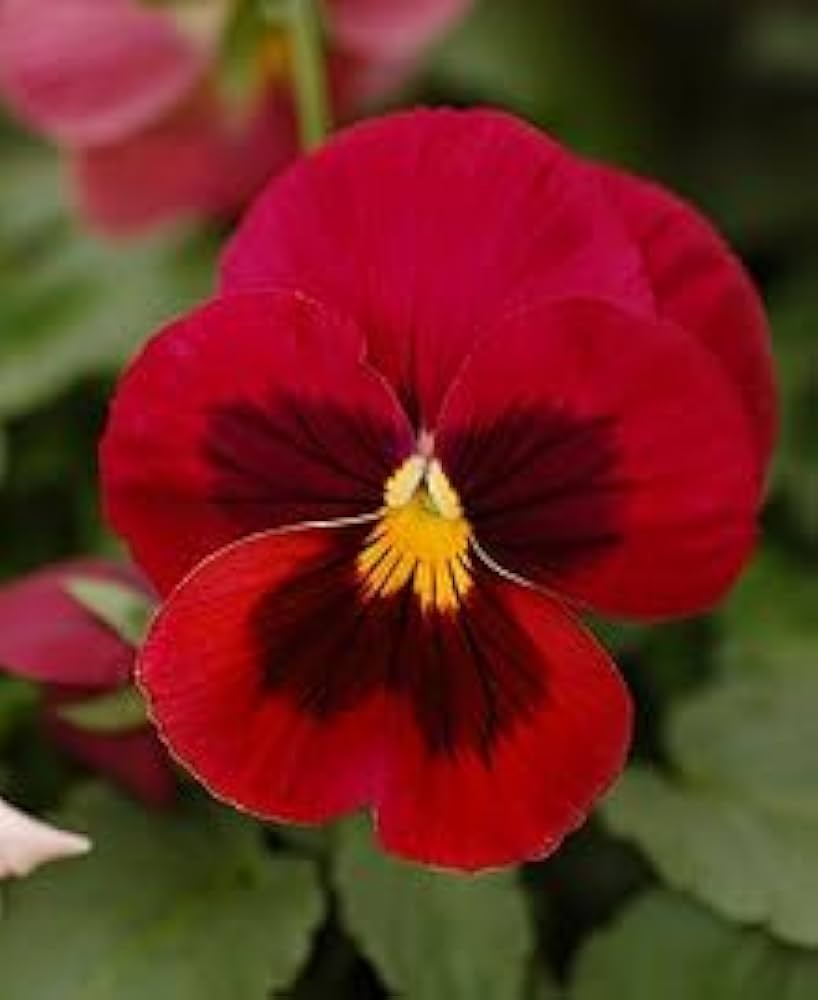 Stiefmütterchen Character Rot Wing Blumensamen