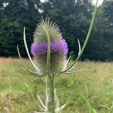 Dipsacus blume samen for anpflanzung - wildflower mix, heirloom & gmo free samen for home garten
 
 sale for anpflanzung in home garten.