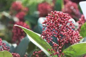 Skimmia blume samen for anpflanzung long bloom season heirloom & gmo free samen for home garten 
 
 sale for anpflanzung in home garten