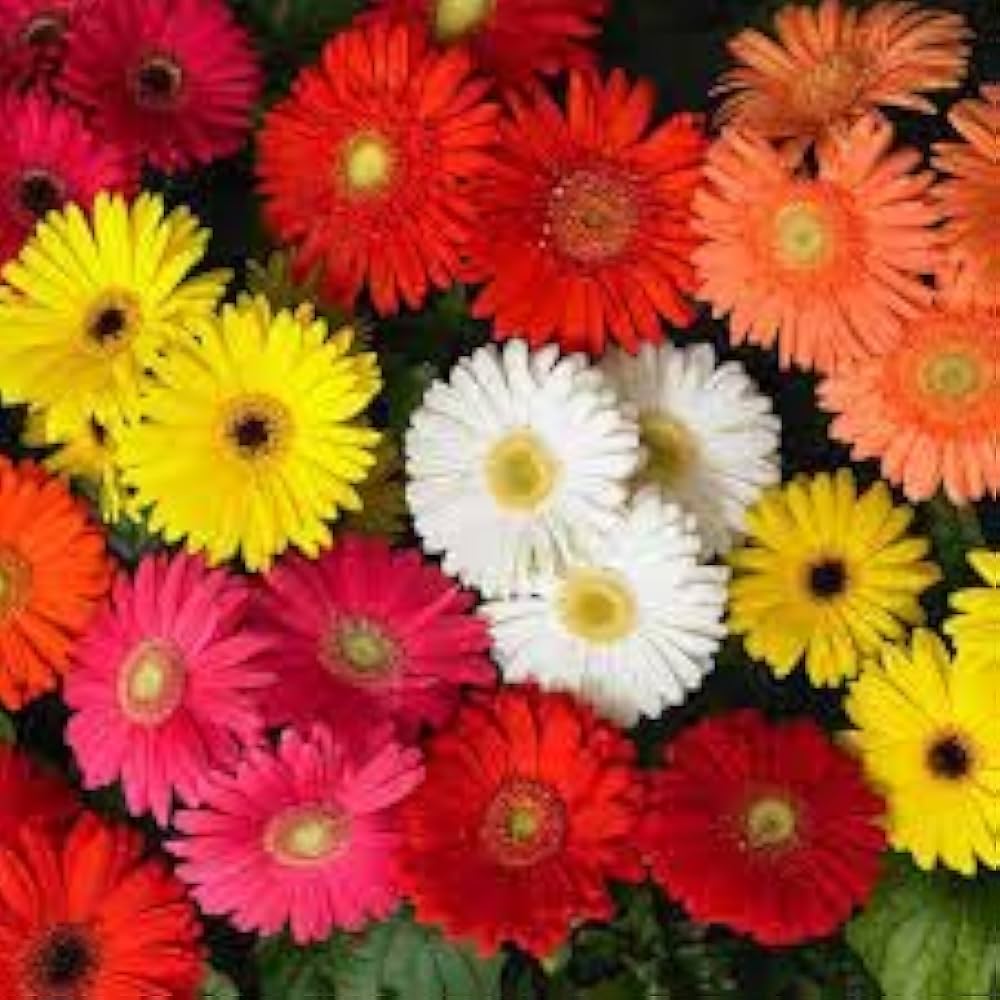 Hot Gerbera Samen Chrysantheme ausdrucksstark – farbenfroh Blume Blüten