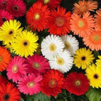 Hot Gerbera Samen Chrysantheme ausdrucksstark – farbenfroh Blume Blüten