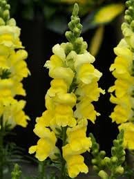 Snapdragon golden blume samen for anpflanzung - sun loving, heirloom & gmo free samen for home garten
 
 sale samen for home garten