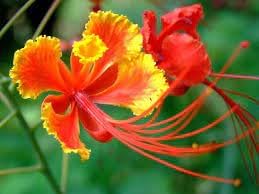 Barbados blume samen for anpflanzung perfect for borders heirloom & gmo free samen for home garten
sale for anpflanzung in home garten