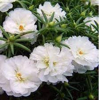 Moss rose blume samen for anpflanzung perfect for borders heirloom & gmo free samen for home garten 
 
 sale for anpflanzung in home garten