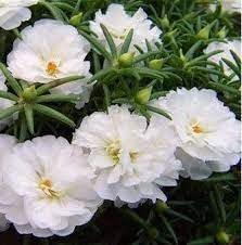 Moss rose blume samen for anpflanzung perfect for borders heirloom & gmo free samen for home garten 
 
 sale for anpflanzung in home garten