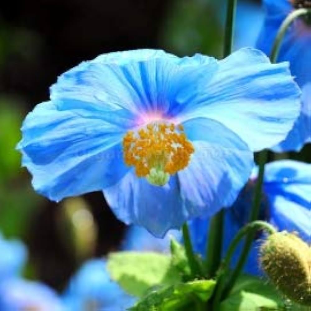 Himalaya-Mohn Hensol Violett Mohn Samen zur Aussaat Blume Beet