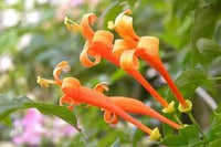 Lonicera ciliosa blume samen for anpflanzung compact growth heirloom & gmo free samen for home garten 
 
 sale for anpflanzung in home garten