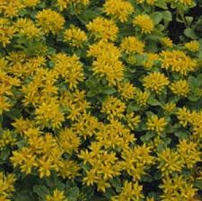 Sedum (sedum blume) samen for anpflanzung in home garten