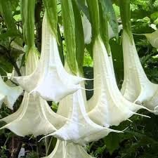 Engelstrompete blume samen for anpflanzung - drought tolerant, heirloom & gmo free samen for home garten
 
 sale samen for anpflanzung in home garten