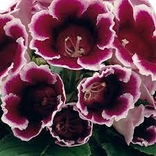 Burgundy gloxinia blume samen for anpflanzung - cut blume favorite, heirloom & gmo free samen for home garten
 
 sale for anpflanzung in home garten.