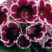 Burgundy gloxinia blume samen for anpflanzung - cut blume favorite, heirloom & gmo free samen for home garten
 
 sale for anpflanzung in home garten.