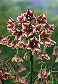 Nectaroscordum blume samen for anpflanzung - fragrant blossoms, heirloom & gmo free samen for home garten
 
 sale samen for anpflanzung in home garten
