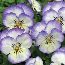 Pansy heartsease blume samen for anpflanzung easy to grow heirloom & gmo free samen for home garten 
 
 sale for anpflanzung in home garten