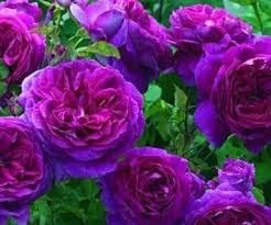 Rosa lila climbing rose blume samen for anpflanzung - garten favorite, heirloom & gmo free samen for home garten
 
 sale samen for anpflanzung in home garten