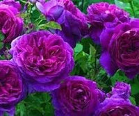 Rosa lila climbing rose blume samen for anpflanzung - garten favorite, heirloom & gmo free samen for home garten
 
 sale samen for anpflanzung in home garten