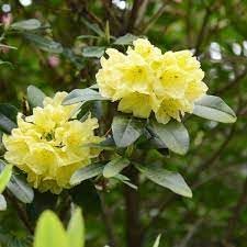 Rhododendron blume samen for anpflanzung fragrant blossoms heirloom & gmo free samen for home garten 
 
 sale for anpflanzung in home garten