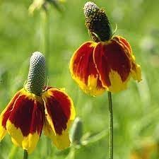 Mexican hat wildflower samen for anpflanzung - premium quality, heirloom & gmo free samen for home garten
 
 sale samen for home garten