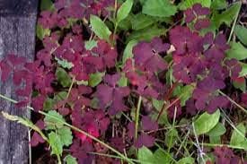 Oxalis blume samen for anpflanzung - bright blooms, heirloom & gmo free samen for home garten
 
 sale for anpflanzung in home garten.