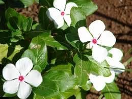 Weiß catharanthus blume samen for anpflanzung - wildflower mix, heirloom & gmo free samen for home garten
 
 sale for anpflanzung in home garten