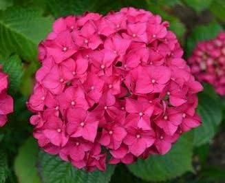 Rosa hydrangea blume samen for anpflanzung - fragrant blossoms, heirloom & gmo free samen for home garten
 
 sale for anpflanzung in home garten.