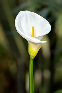 Weiß Calla Lilie Samen zur Aussaat
