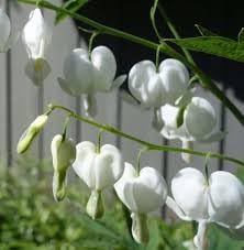 Heirloom bleeding hearts blume samen for anpflanzung drought tolerant heirloom & gmo free samen for home garten 
 
 sale for anpflanzung in home garten