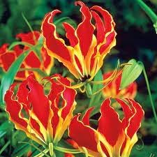 Gloriosa blume samen for anpflanzung - shade tolerant, heirloom & gmo free samen for home garten
 
 sale samen for anpflanzung in home garten