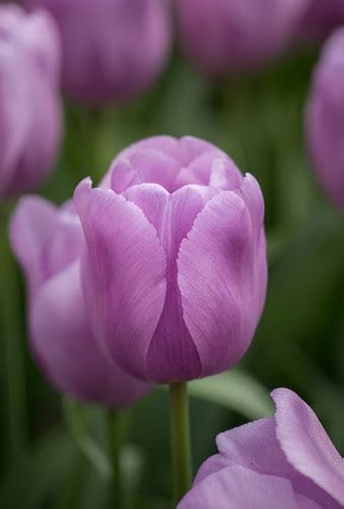 Lavendel Tulpe Blumensamen zur Aussaat saisonal Dauerblüher Traditionssorte & ohne Gentechnik Samen Hausgarten