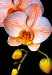 Orange Weiß Orchidee Blumensamen – Garten beliebt Traditionssorte & ohne Gentechnik Samen Hausgarten