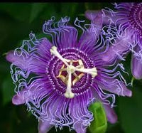 Passion blume samen for anpflanzung low maintenance heirloom & gmo free samen for home garten 
 
 sale for anpflanzung in home garten
