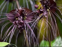 Tiger orchid blume samen for anpflanzung - seasonal bloomer, heirloom & gmo free samen for home garten
 
 sale samen for anpflanzung in home garten
