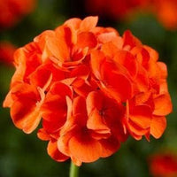 Orange geranium blume garten samen blume samen for anpflanzung - sun loving, heirloom & gmo free samen for home garten
 
 sale samen for home garten