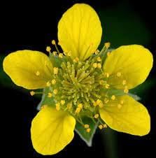 Urbanum blume samen for anpflanzung cut blume favorite heirloom & gmo free samen for home garten 
 
 sale for anpflanzung in home garten