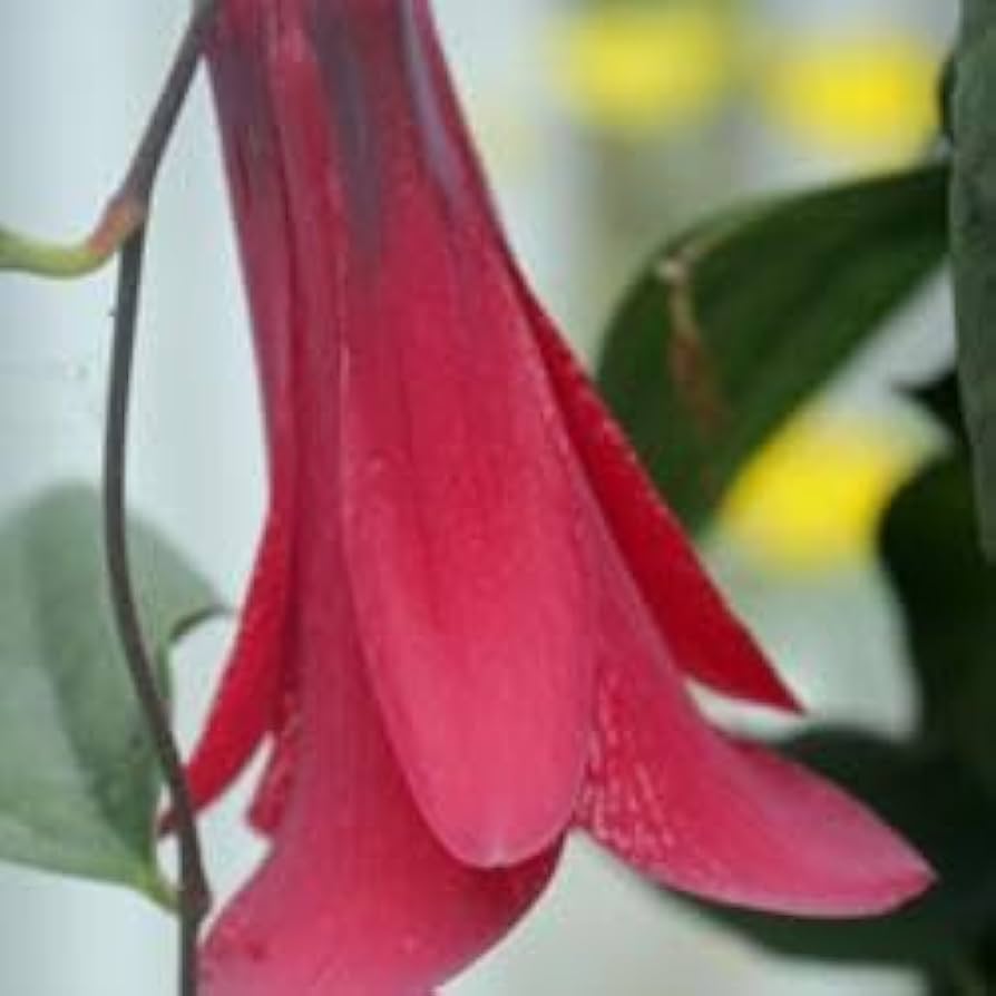 Chilean Bellflower Samen (Lapageria Rosea) einzigartig und Gartenblumen